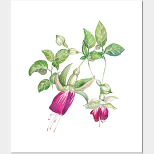 Fuchsia Posters and Art